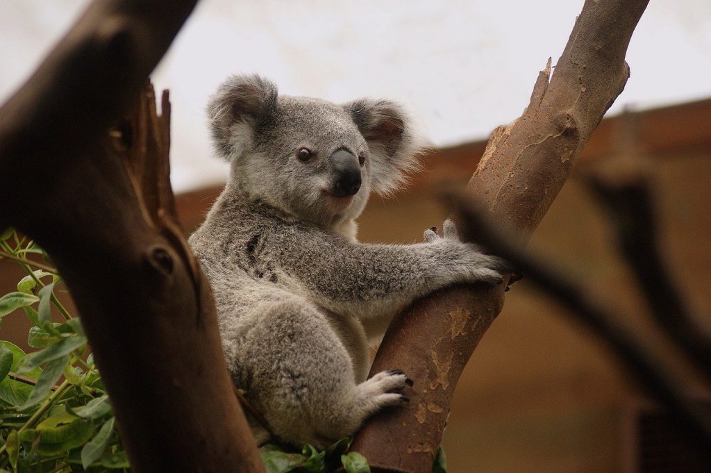 australie
